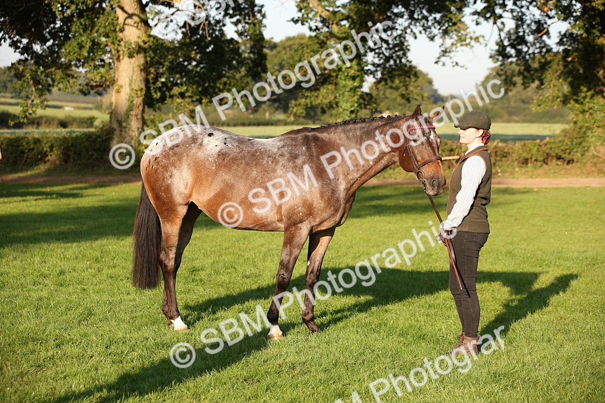 SBM_57568 - S50 - Foreign Breeds In Hand