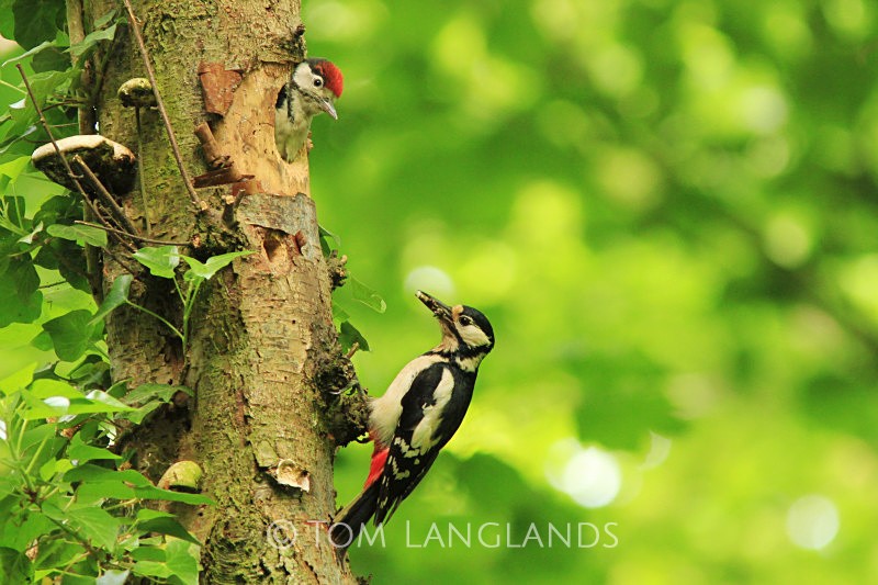 Woodpecker - All Other Birds