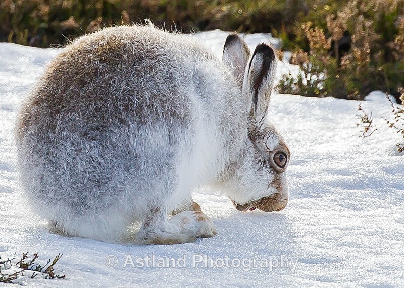 Astland Photography, Bird and Wildlife Images, Susan and Peter Wilson, U.K.