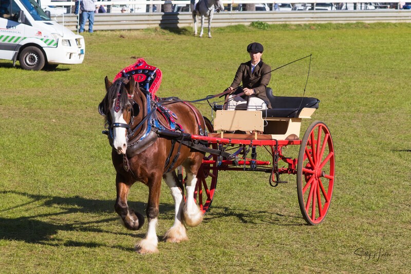 One horse and cart 3. 0A3A9434 - 2025 Senic Rim Clydesdale Spectacular