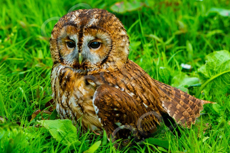 tawny owl Strix aluco-6896 - Owls of the World
