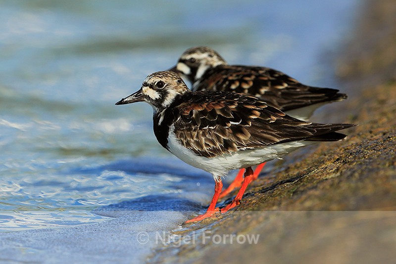 Turnstones standing at the edge of Farmoor 2 - Turnstone