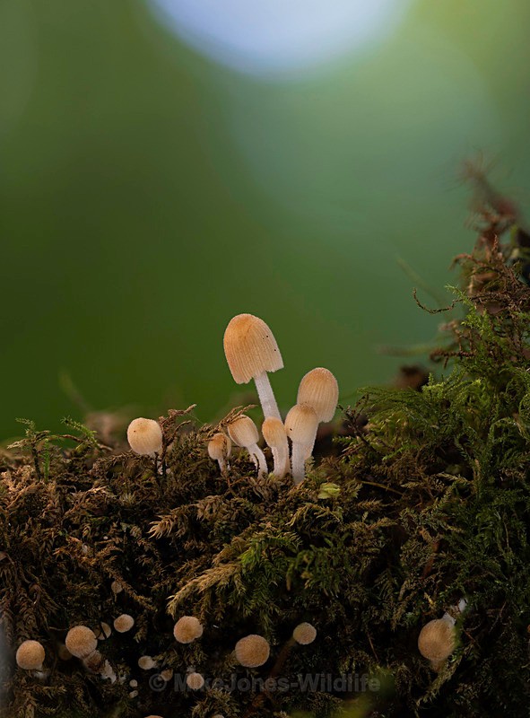 Fungi, Delemer forest - AUTUMN 2025 FUNGI/MUSHROOMS