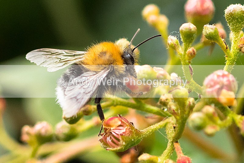 20150621-8E0A9734 - Insects