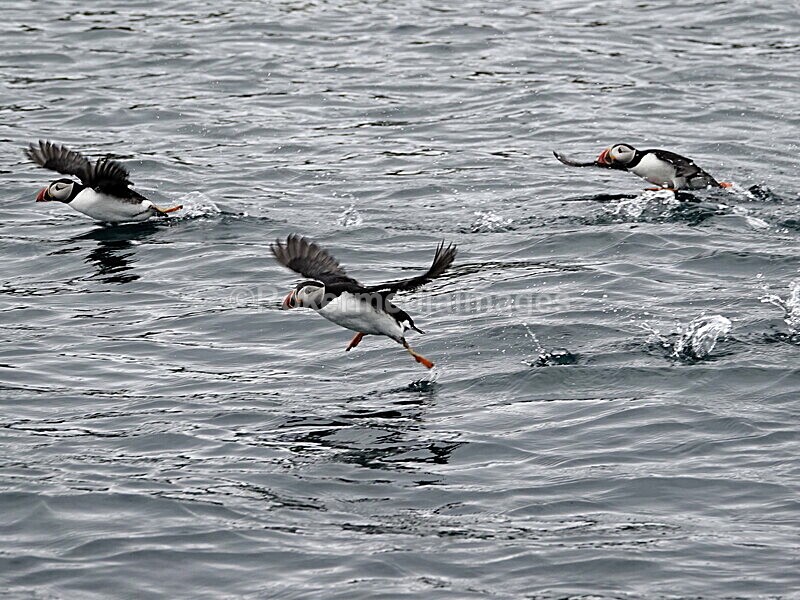DSC00212 - Skomer 2019