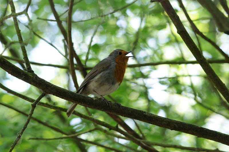  - Birds