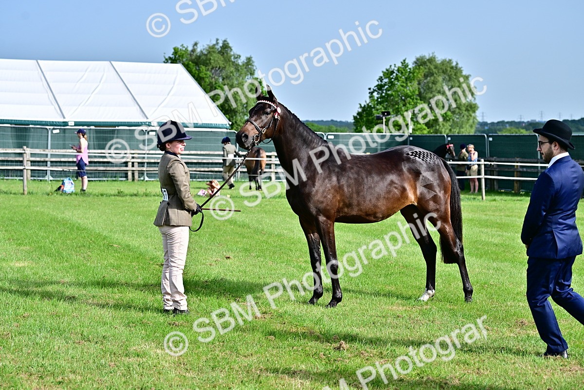 SBM_00091 - Class 46-49 - Arab and Part Bed-Anglo Arab In Hand