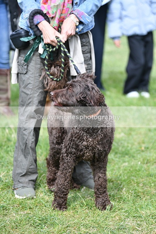 WJ5_9718 - Class 3 Most Handsome Dog
