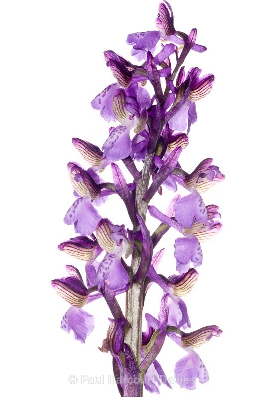  - WB: Orchids - Orchis