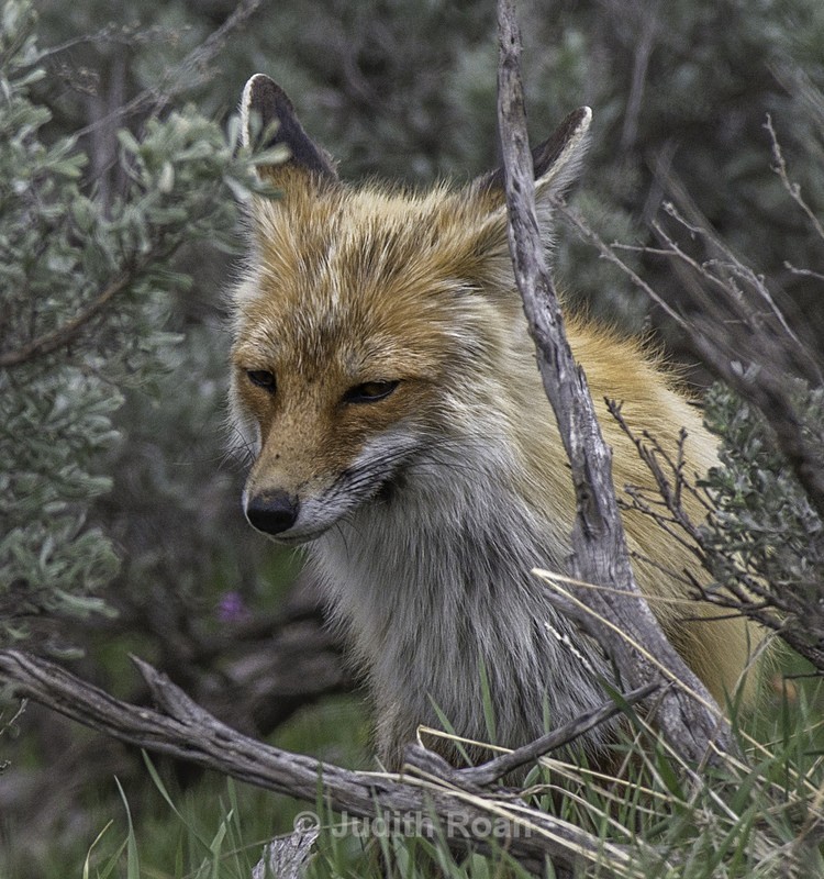 Red Fox - Yellowstone
