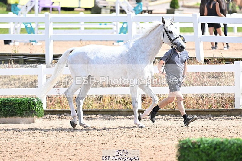 240717A-155023-03088 - Trot Up 3pm to 4pm