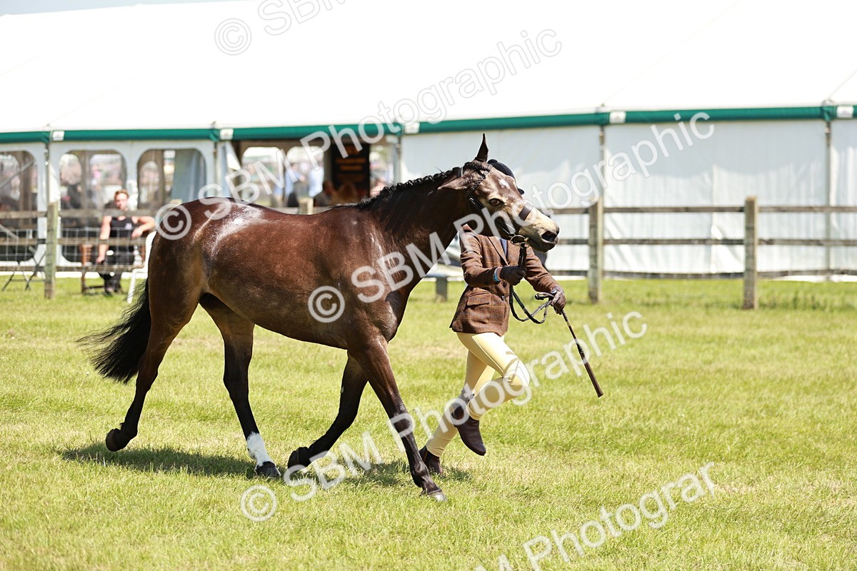 SBM_15488 - Class 108-109 - BSPS LIHS Open Gradle & Nursery Stakes