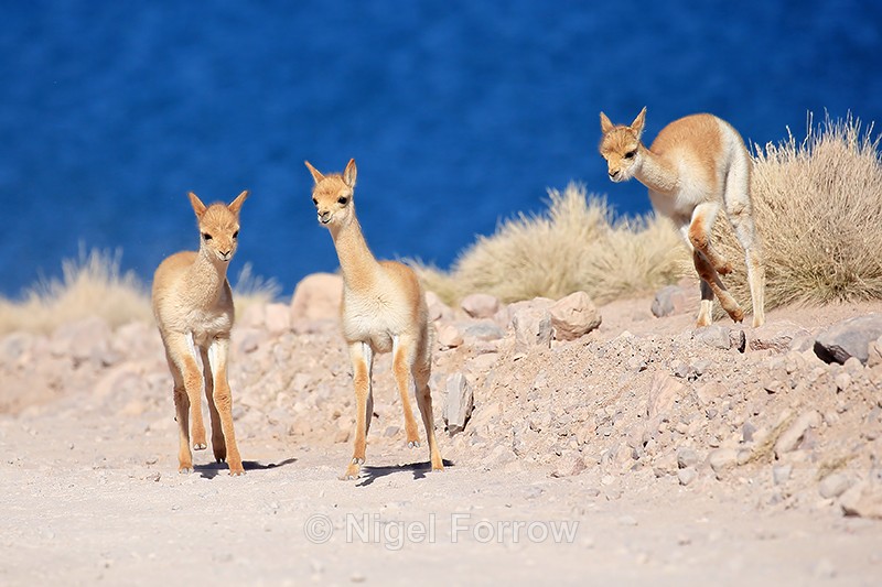 Playful young Vicunas, Lake Miscanti, Chile - Vicuna