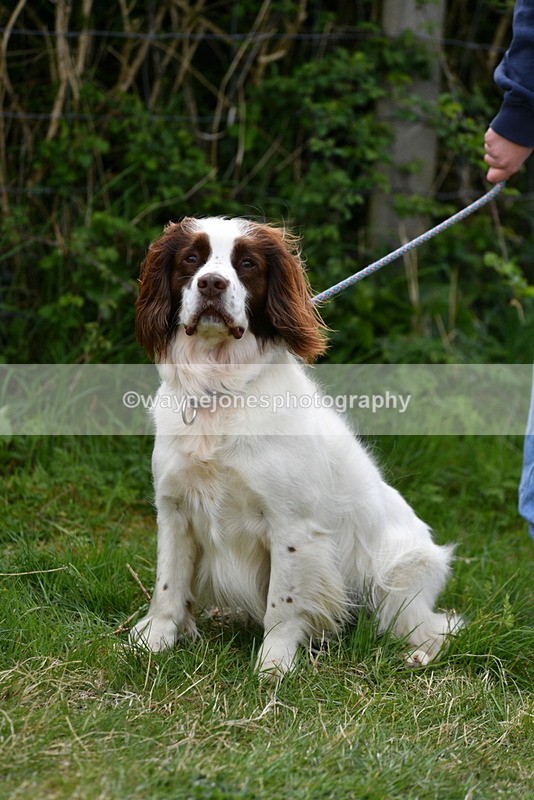 WJ5_0147 - Class 5 Best Veteran / 7 years & over