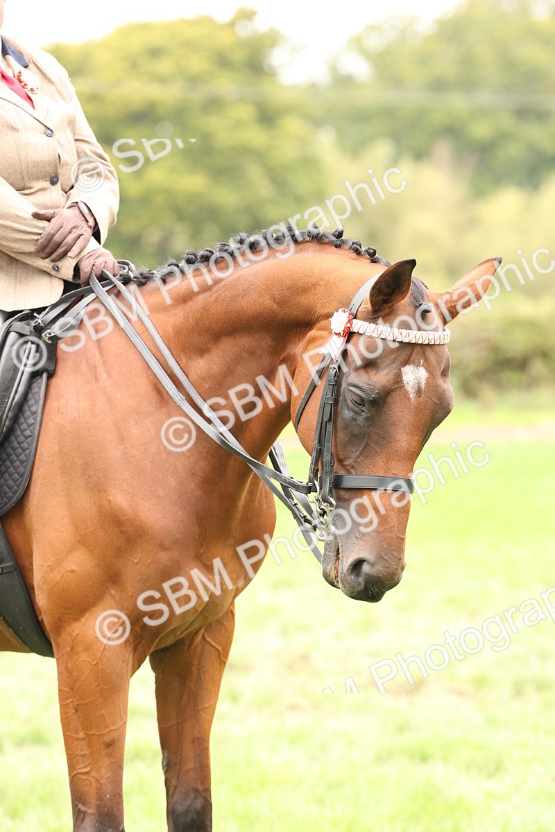 SBM_64328 - S65 - Riding Horse & Hack & Thoroughbred Ridden