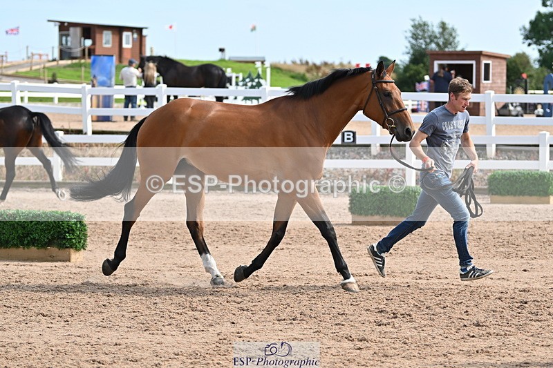 240717A-161442-03373 - Trot Up 4pm to 5pm