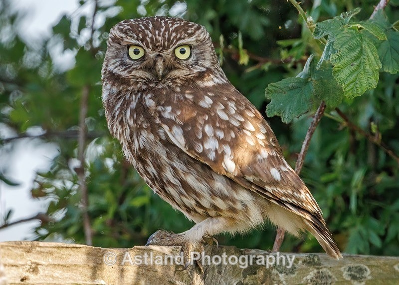 Little Owl - Latest Images