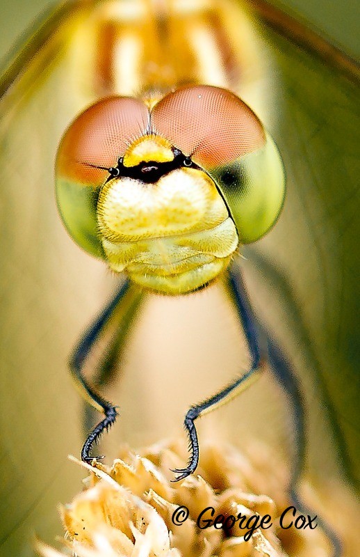 Common Darter - Sympetrum striolatum - Dragonflies