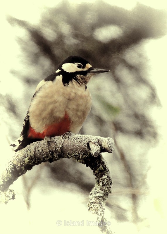 Woodpecker - Wildlife of Argyll