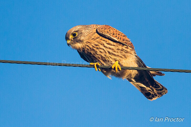Kestrel in sunlight! - Nature