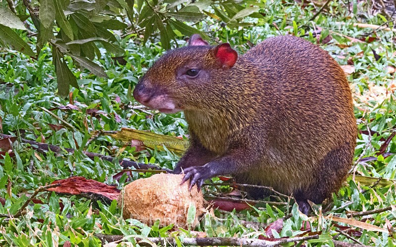 IMG_4368 Agouti, Costa Rica - Costa Rican Wildlife