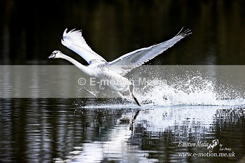 Mute Swan J 200114 5 - Nature