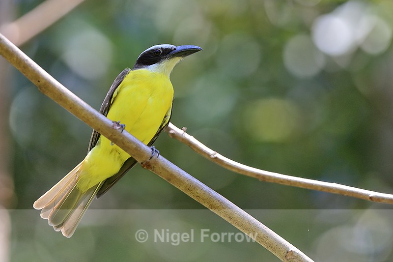 Boat-billed Flycatcher, Costa Rica - Boat-billed Flycatcher