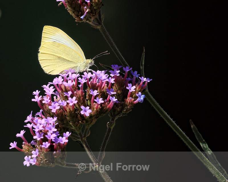 Small White feeding on Verbena, Oxfordshire, UK - INSECTS