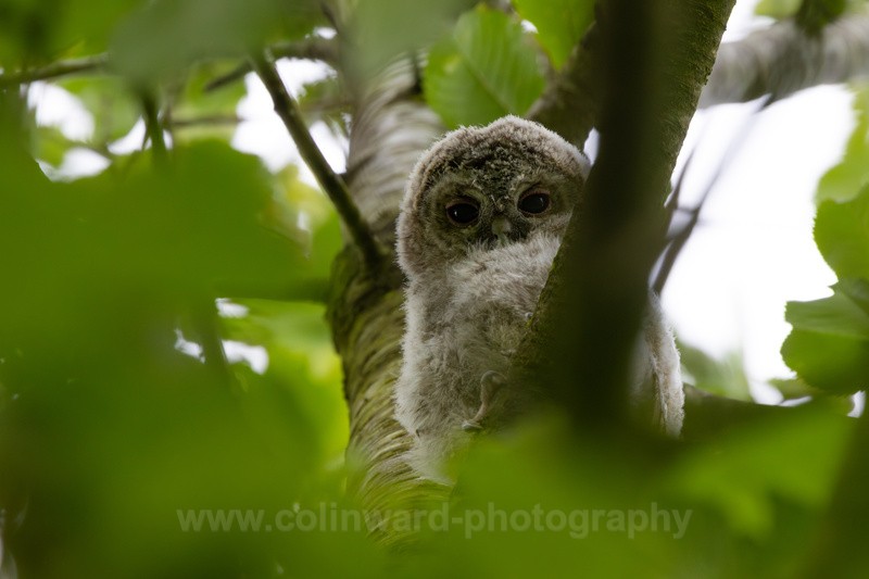 Tawny Owl chick - macro and nature.