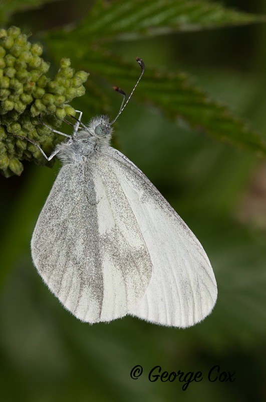 Wood White at Salcey Forest