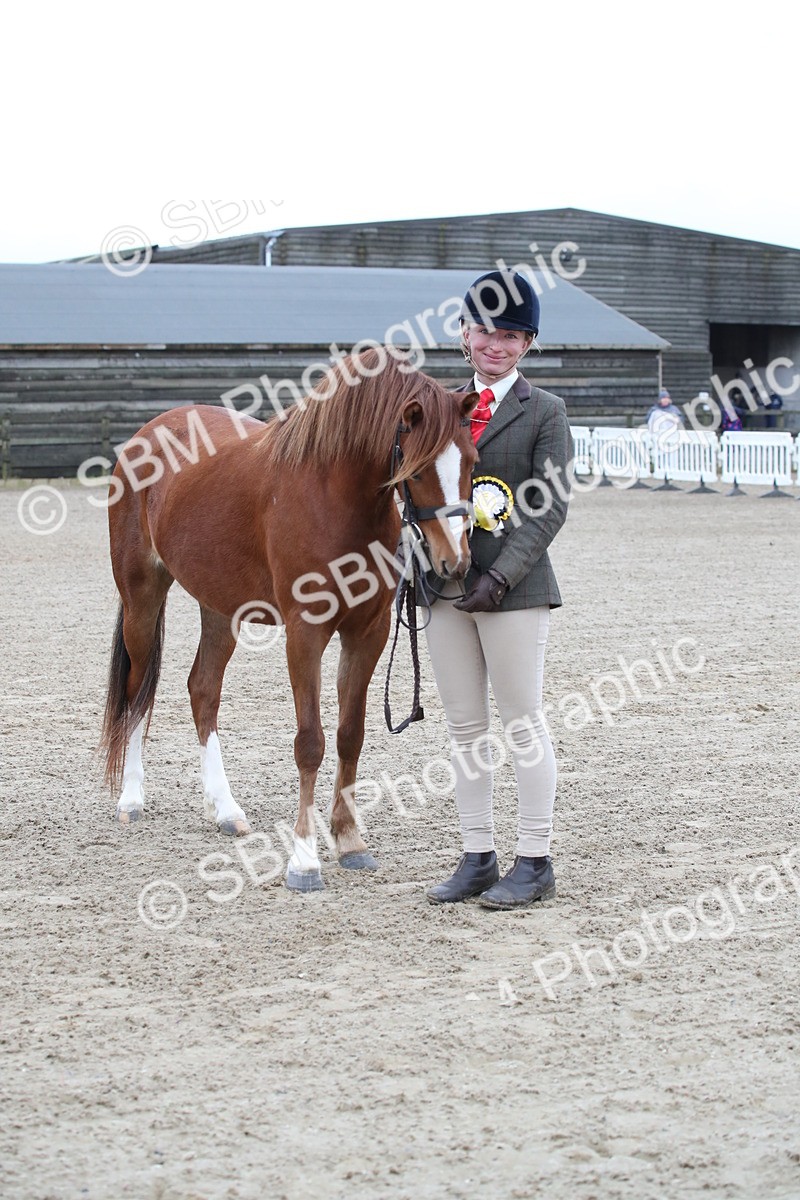 SBM_003951 - Class 1-4 - Young Stock classes Inc. In Hand Championship