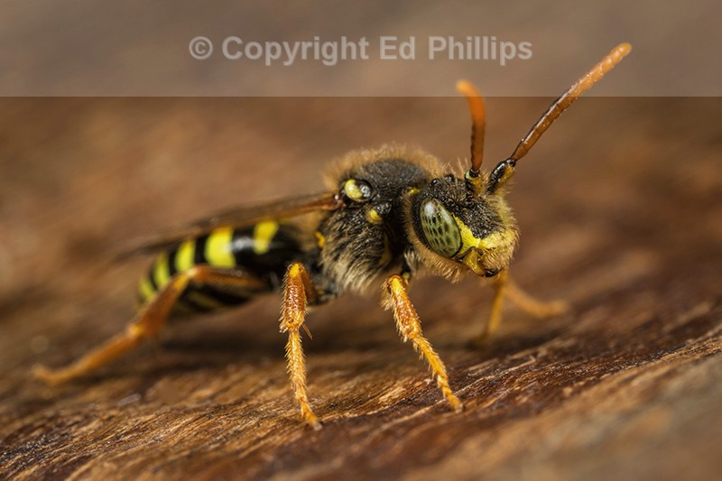 Nomada goodeniana (m)
