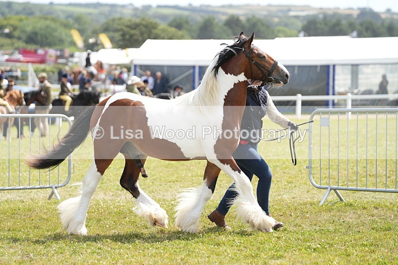 DSC07210 - Coloured Horse In Hand Championship