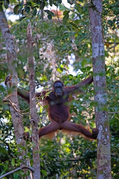 Bornean orangutan in in jungle canopy, Sarawak_008 - Boreno