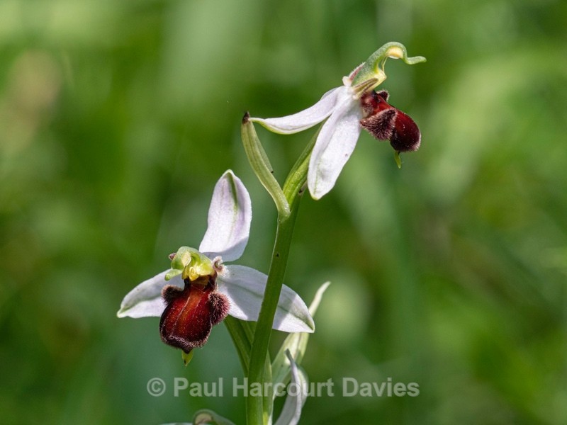 Bee Orchid Variation (Ophrys apifera var fulvofusca). - Wild Orchids 2021