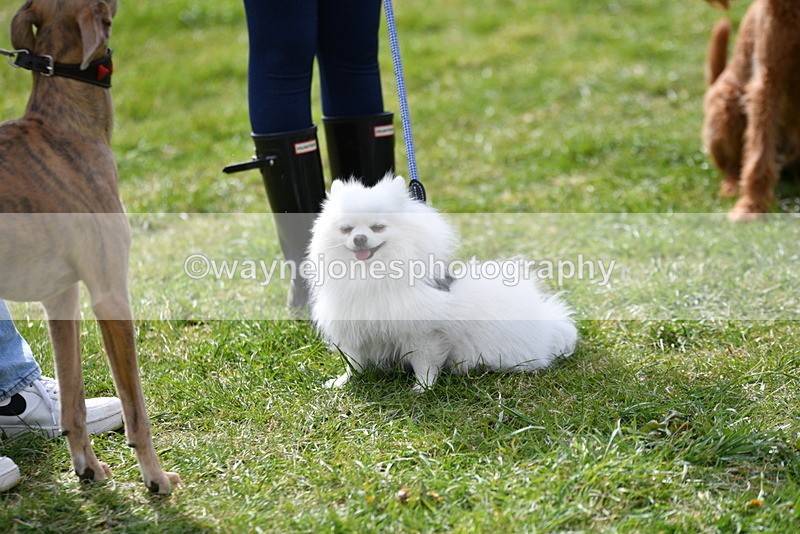 WJ5_9842 - Class 3 Most Handsome Dog