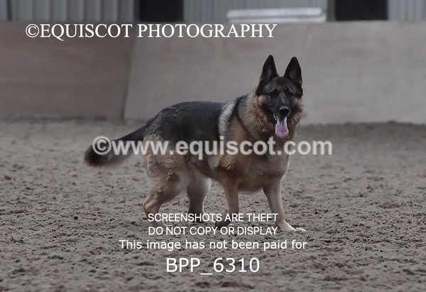 BPP_6310 - CARLA DOGS