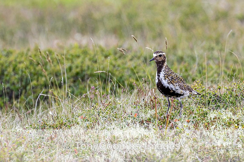 Golden Plover - Iceland