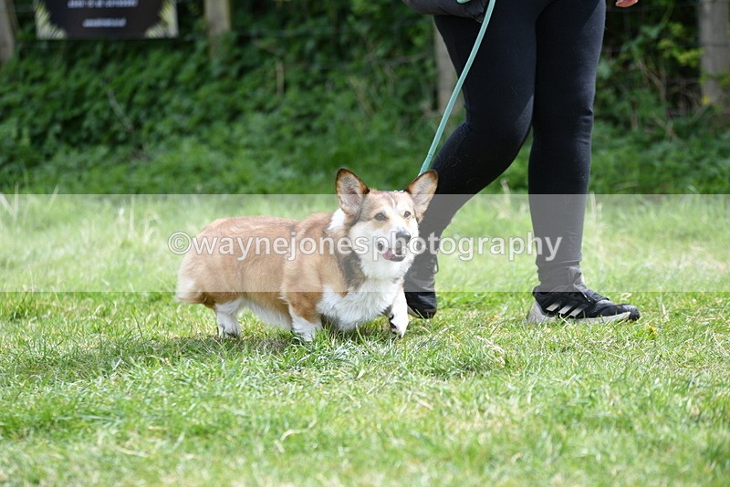WJ5_9620 - Class 3 Most Handsome Dog