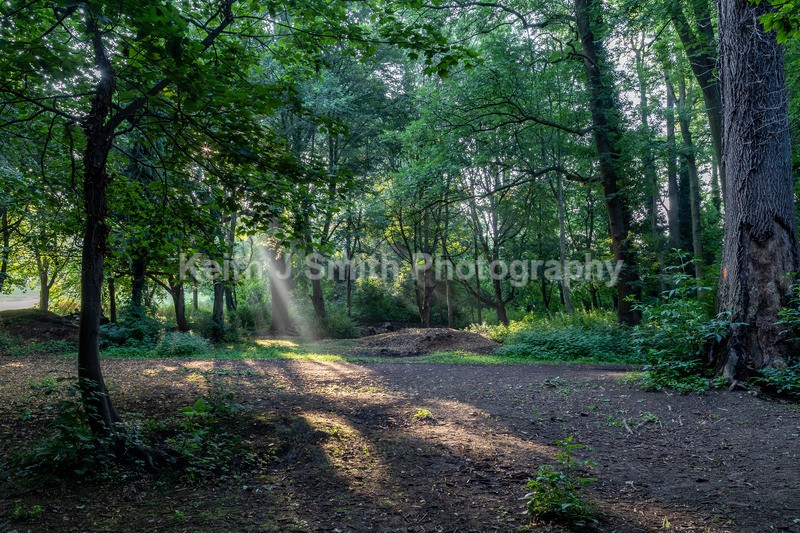 2KJS0346 - Trees in Abington Park