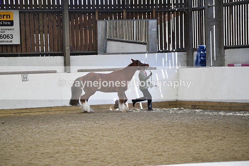 WJ5_5292 - Class 8 In hand cob