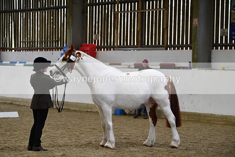 WJ5_5063 - Class 7 In hand coloured / odd coloured