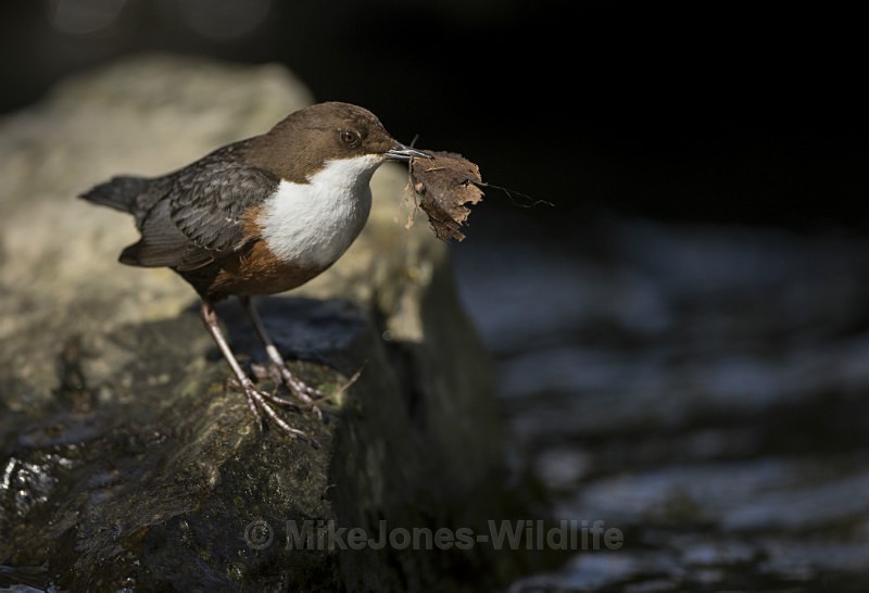 Dippers, North Wales - DIPPERS