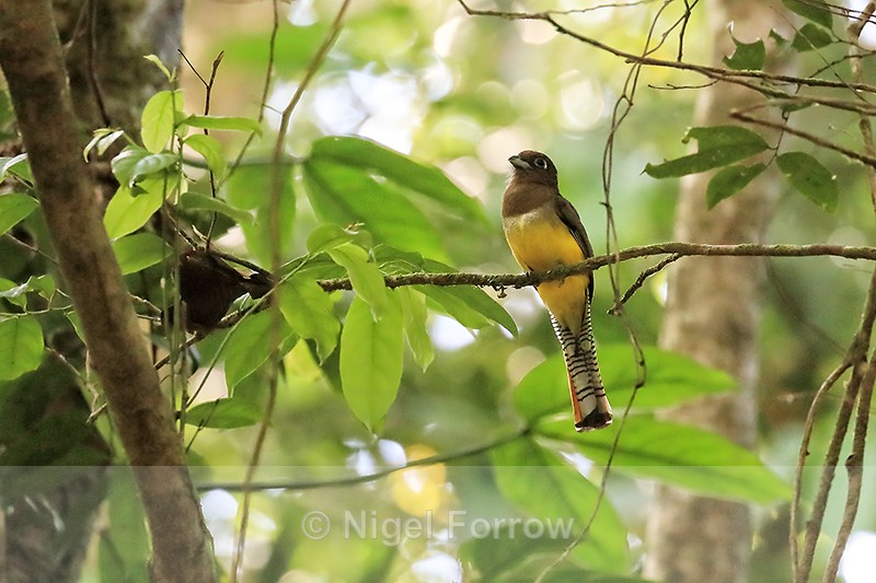 Northern Black-throated Trogon (female) front view, Costa Rica - Northern Black-throated Trogon