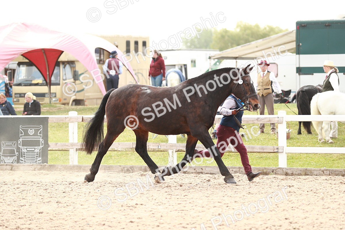 SBM_13172 - Class 208 IH Veteran Horse