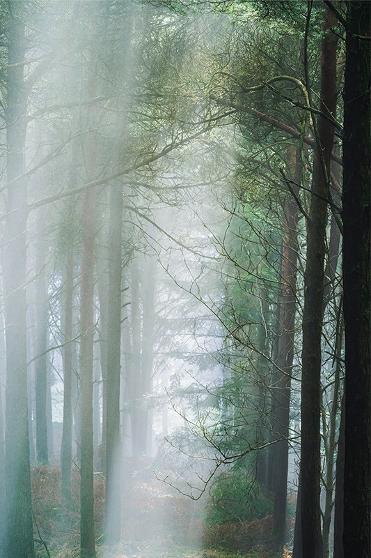 forest light rays - Mood and mist with some lumen added
