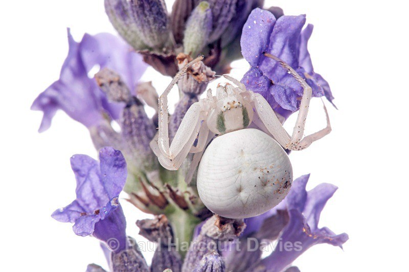 crab spider (Misumena vatia) on lavender. MYN - Small Creatures - WB