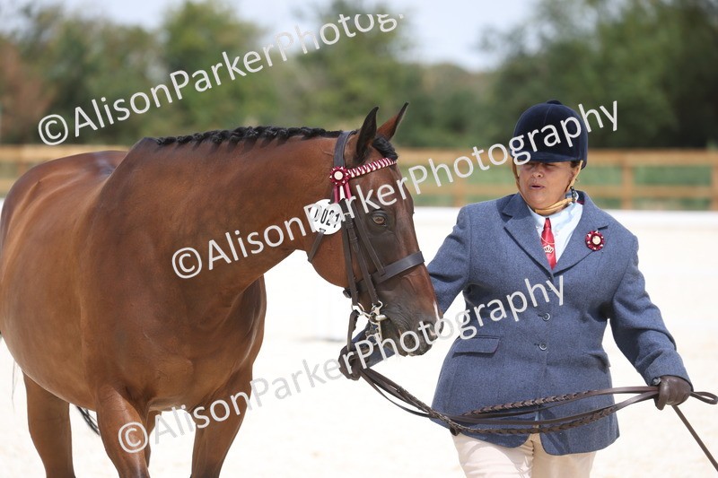 20260802-1529 - Class 16 - Best Horse or Pony