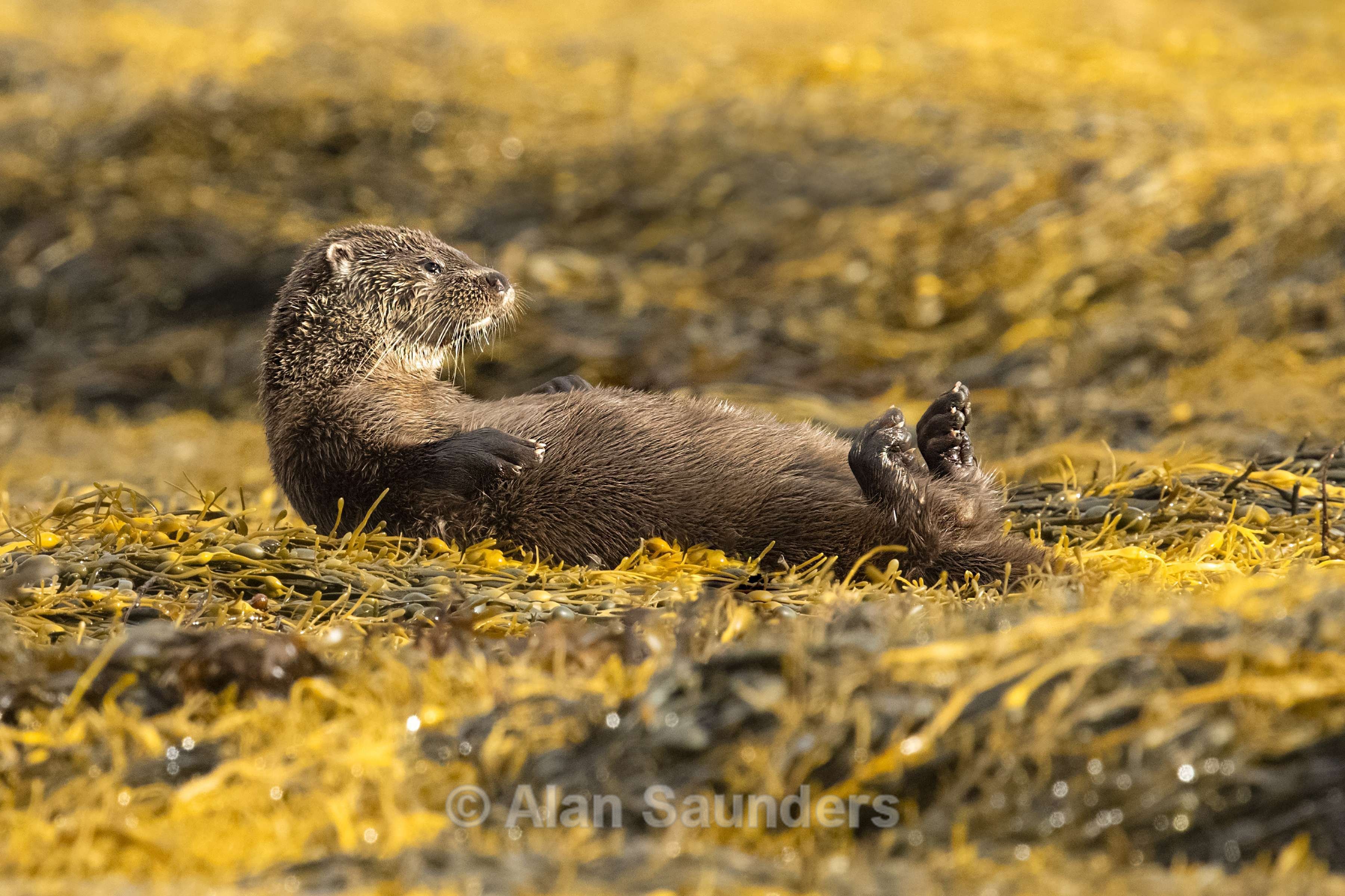 Eurasian Otter 7