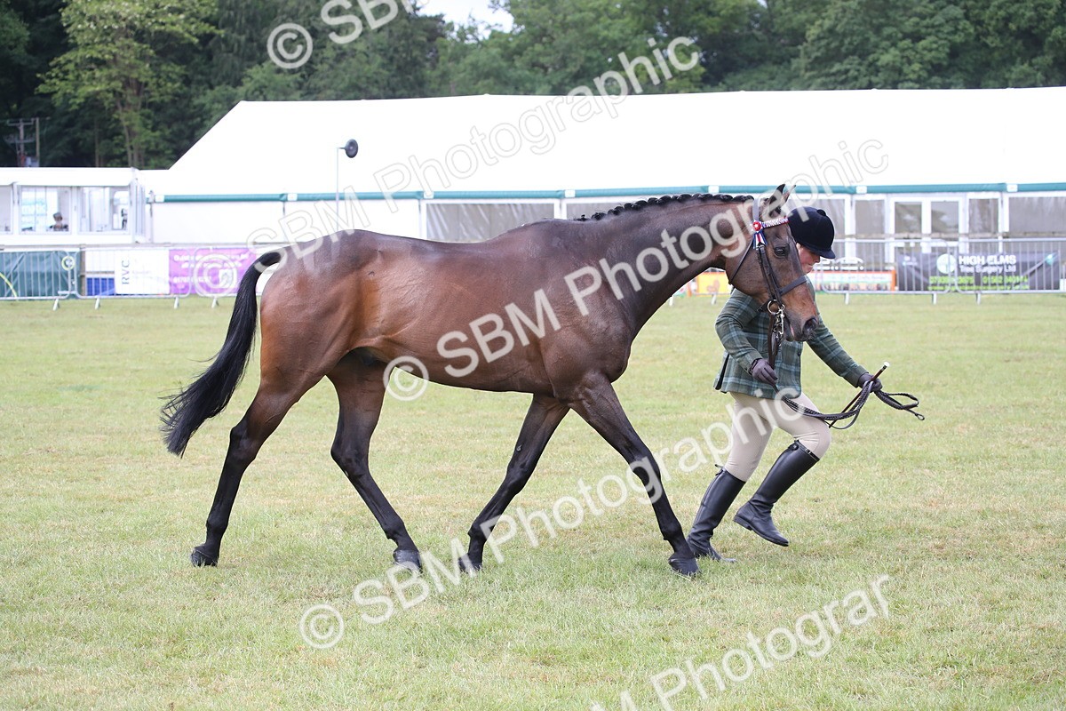 SBM_11466 - Class 94 - LIHS BSHA Racehorse to Showhorse